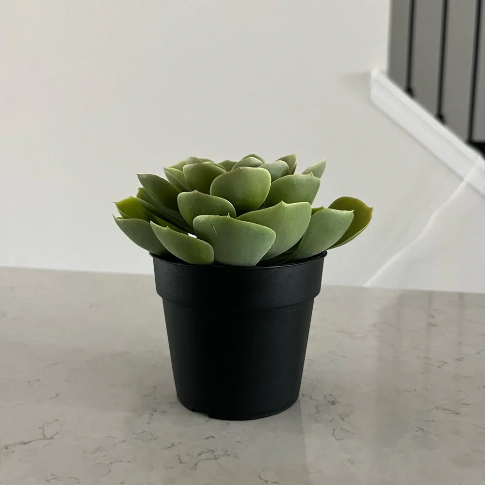 IKEA Succulent